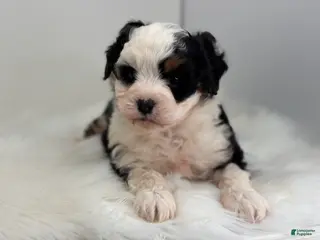 Mini Bernedoodle dogs Lacy - Ad 2