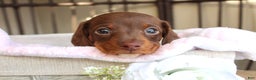 Miniature Dachshund dogs for sale: Hopefully AKC - Ad 3