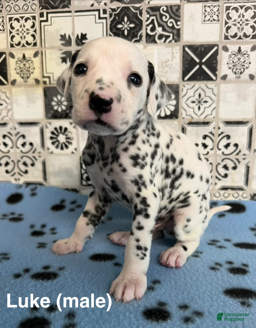 Dalmatian dogs for sale: Luke - Ad 2