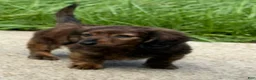 Miniature Dachshund dogs for sale: Miniature pickles  - Ad 3