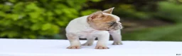 French Bulldog dogs for sale: Copper - Ad 7