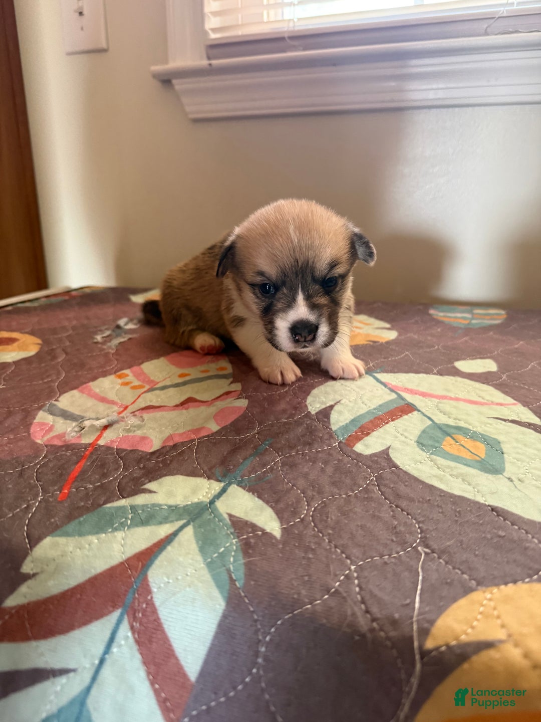 Welsh Corgi Pembroke dogs for sale: Mikey - Ad 1