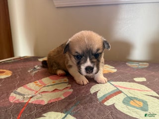 Welsh Corgi Pembroke dogs Mikey - Ad 5