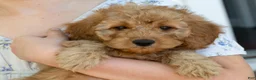 Goldendoodle dogs for sale: Muffin - Ad 10