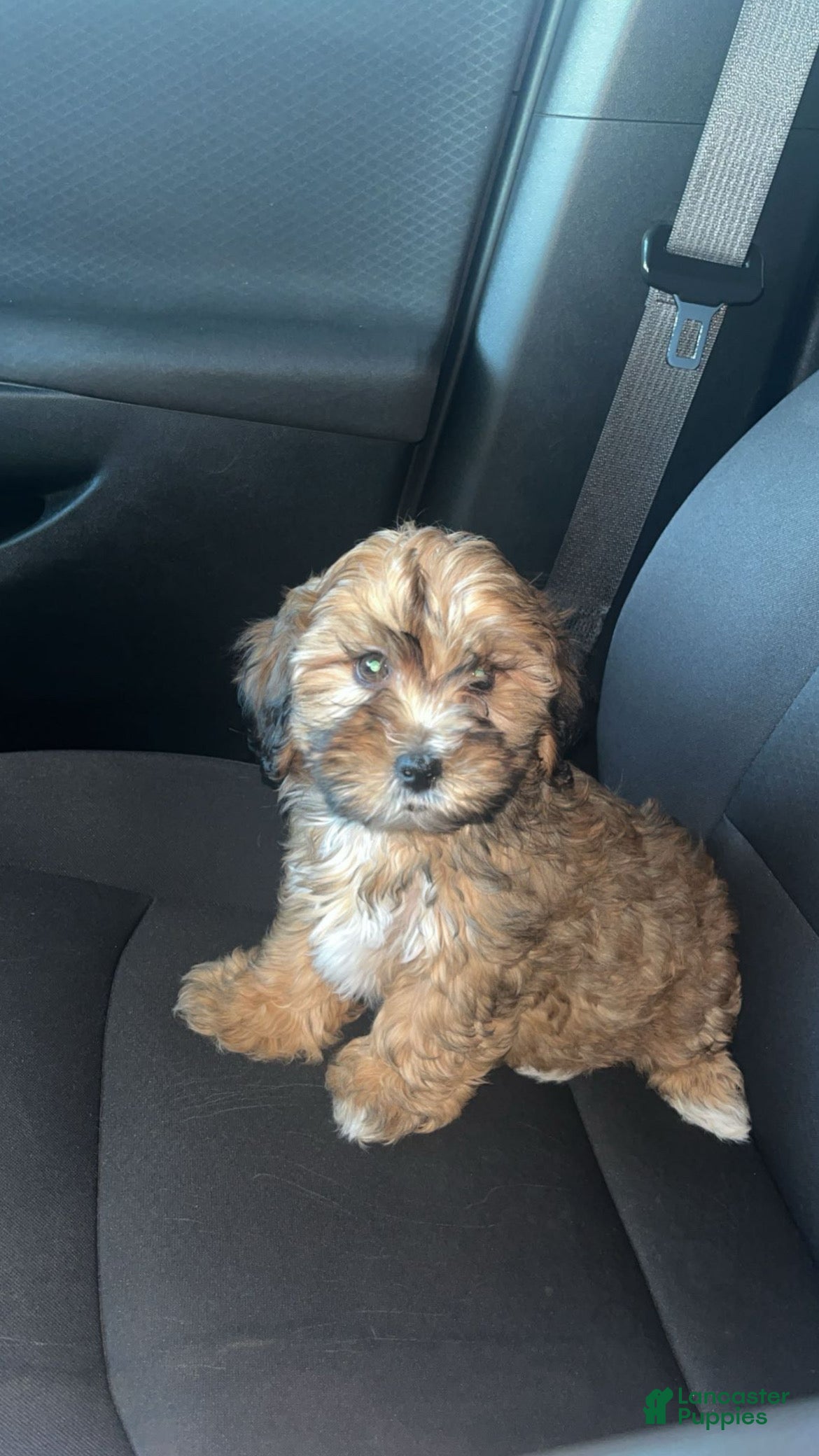 Shihpoo dogs 10 week shihpoo Puppy  - Ad 36