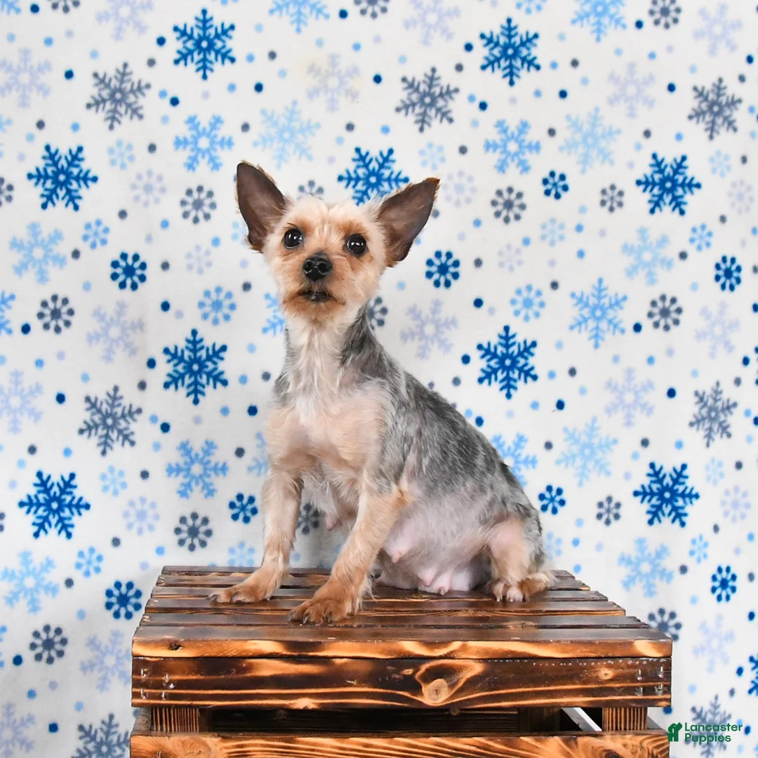 Morkie dogs for sale: Mandy - Ad 4