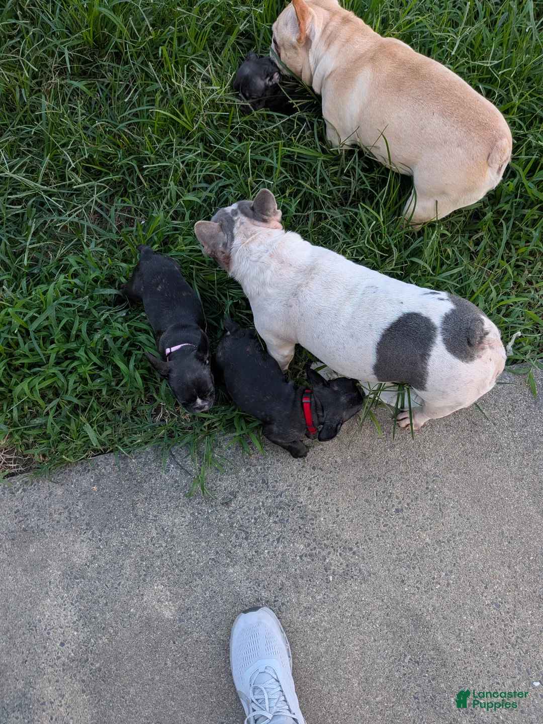 French Bulldog dogs for sale: French Bulldog 1 - Ad 2