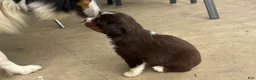 Miniature Australian Shepherd dogs for sale: #3 Red Tri Female - Ad 3