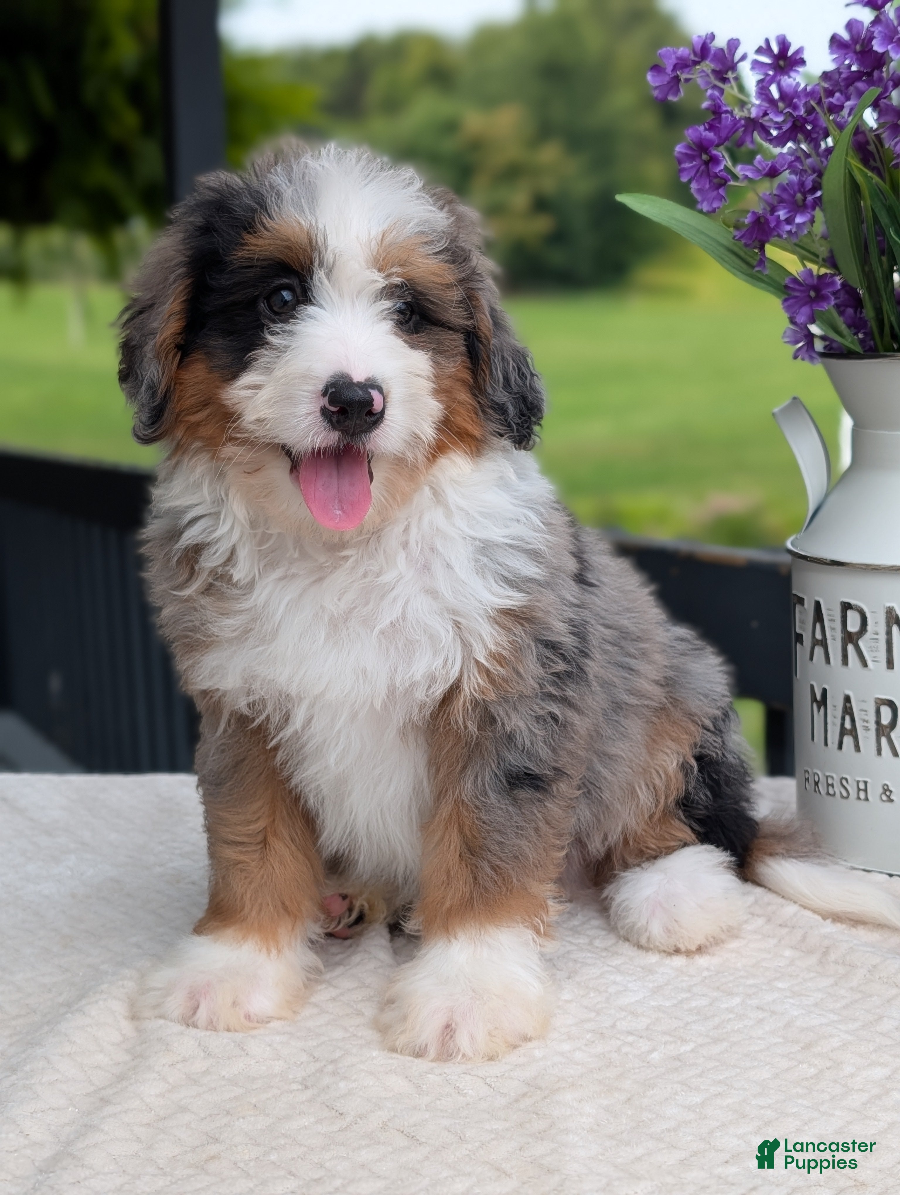 Mini Bernedoodle dogs Mini Marlo  - Ad 2