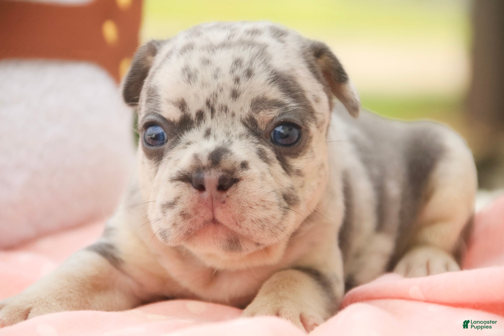 French Bulldog dogs for sale: Lexa French Bulldog  - Ad 3