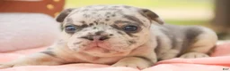 French Bulldog dogs for sale: Lexa French Bulldog  - Ad 8
