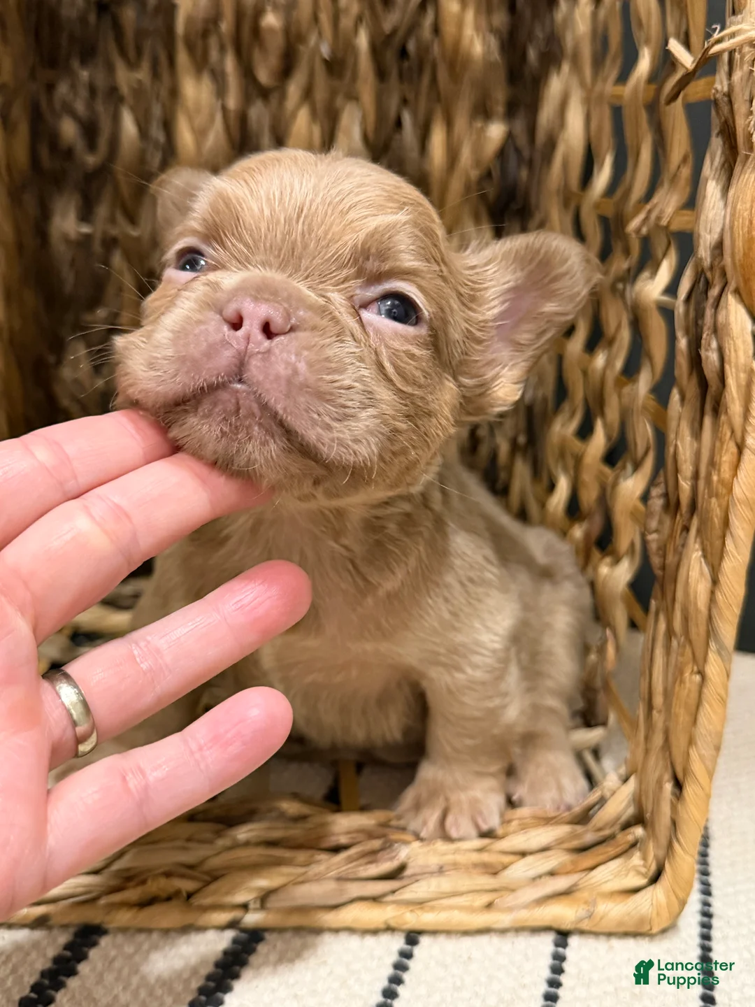 French Bulldog dogs for sale: Butterscotch - Ad 2