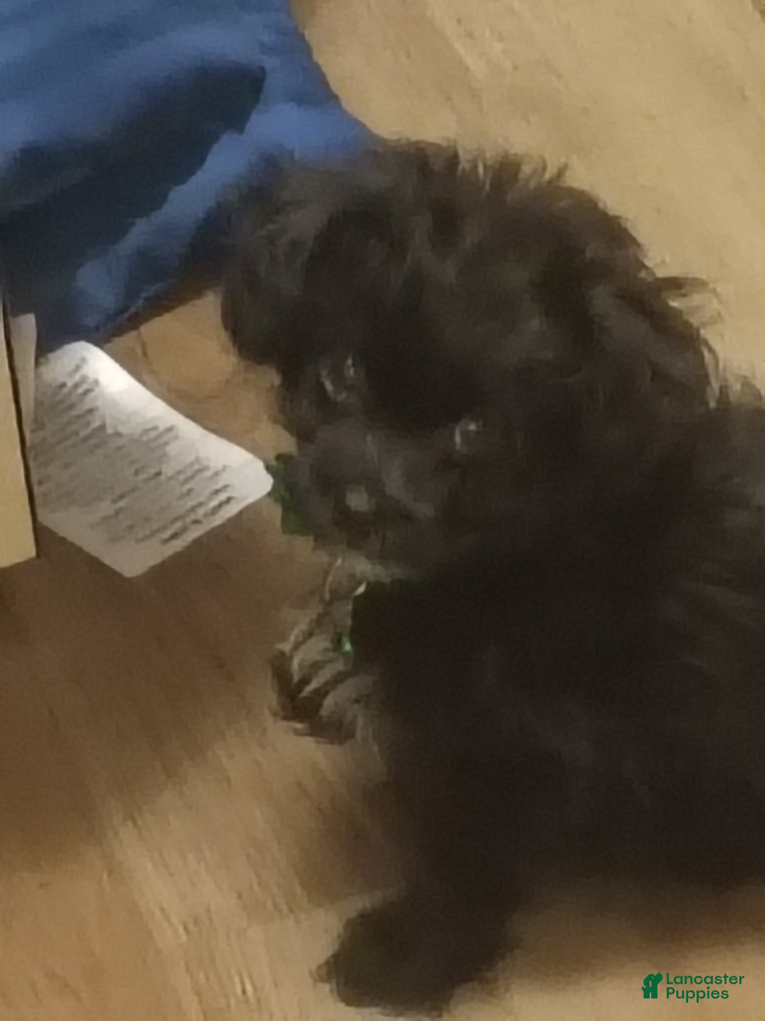 Shih Tzu dogs Shih Tzu  - Ad 7