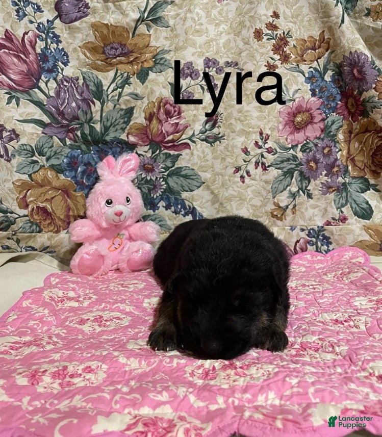 German Shepherd dogs Lyra - Ad 35