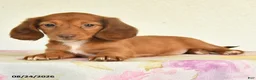 Miniature Dachshund dogs for sale: Lacy - Ad 2