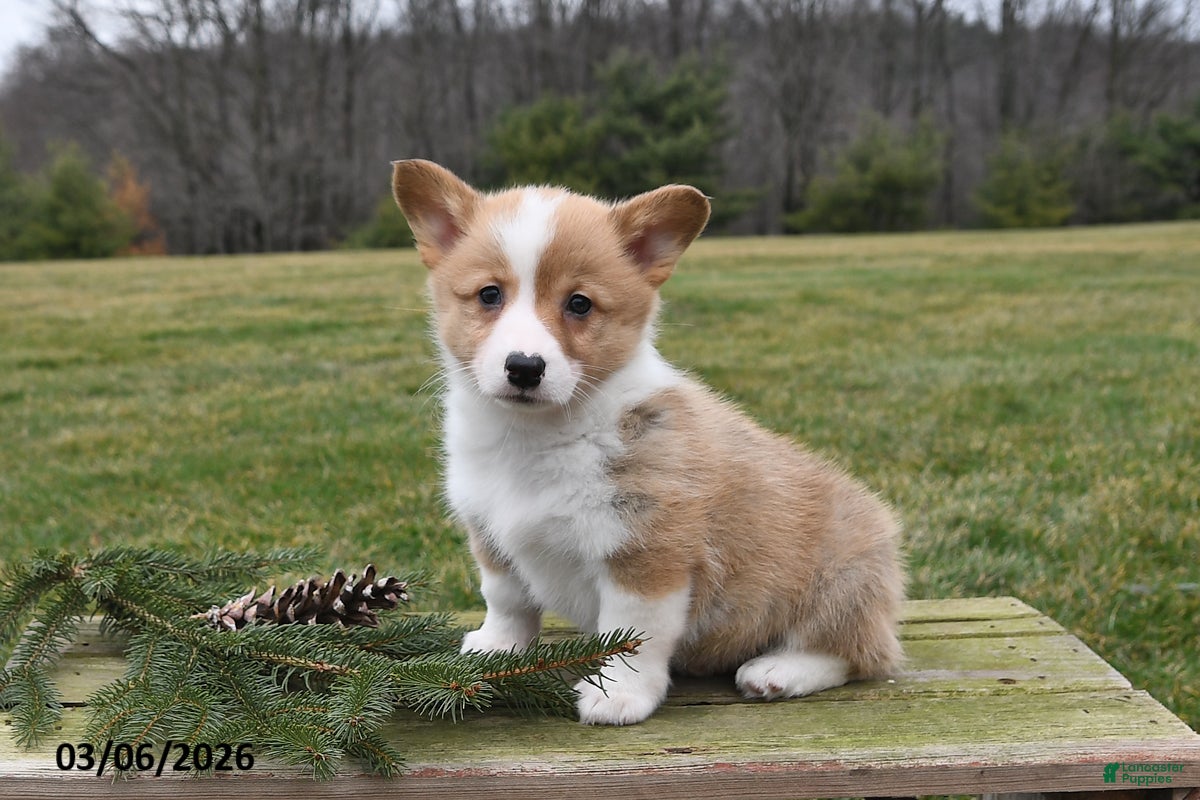 Welsh Corgi Pembroke dogs for sale: Lilly - Ad 3