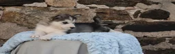 Alaskan Malamute dogs for sale: Gem - Ad 6