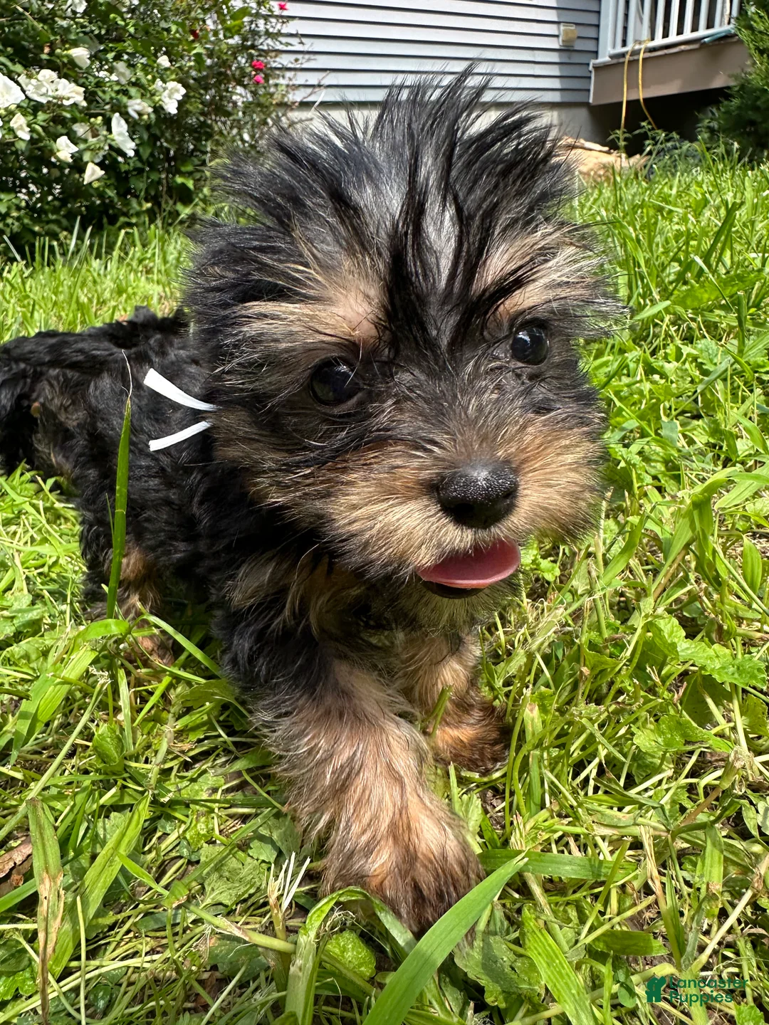 Yorkiepoo dogs for sale: White  - Ad 5