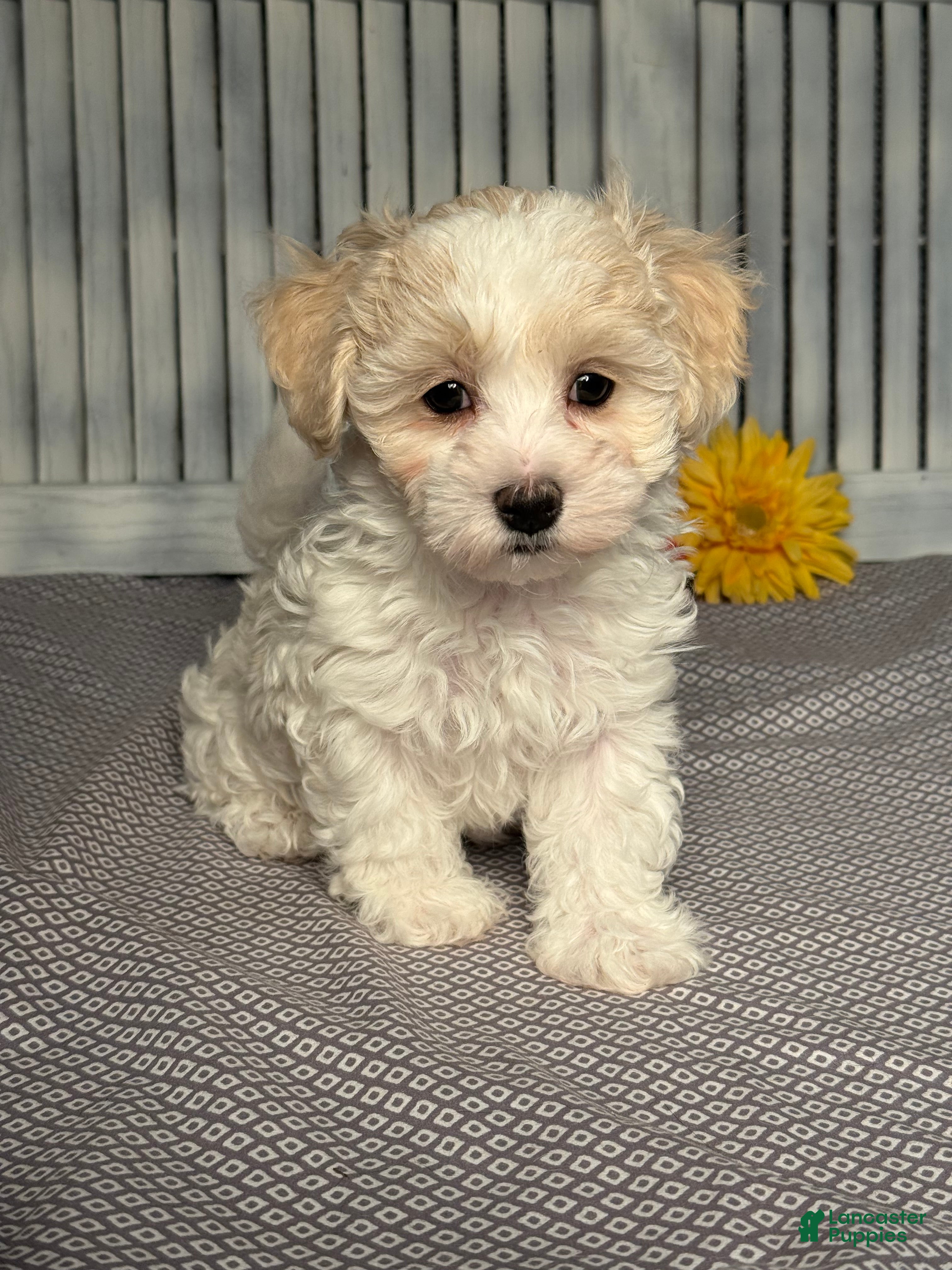 Maltipoo dogs Randy - Ad 1