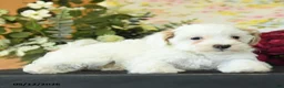 Maltipoo dogs for sale: Scott - Ad 3
