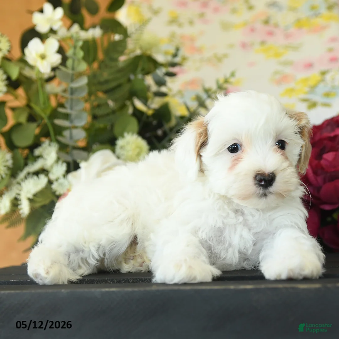 Maltipoo dogs for sale: Scott - Ad 3