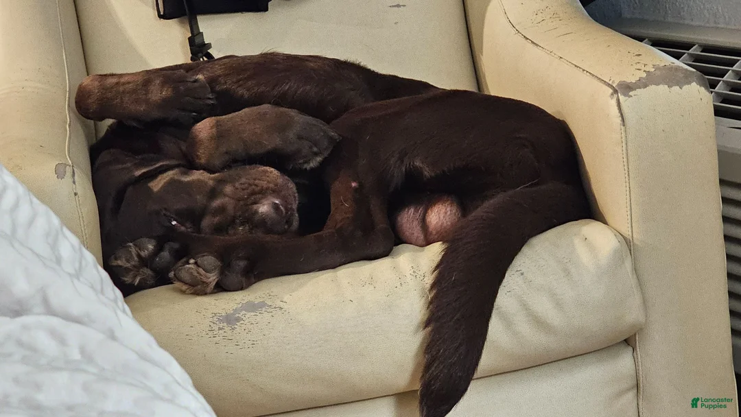 Labrador Retriever dogs for stud: Wallace - Ad 2