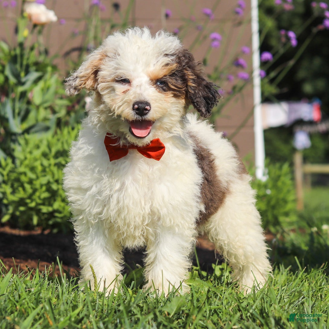 Miniature Poodle dogs Alex - Ad 2