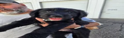 Mixed Breed dogs for sale: Twink - Ad 1