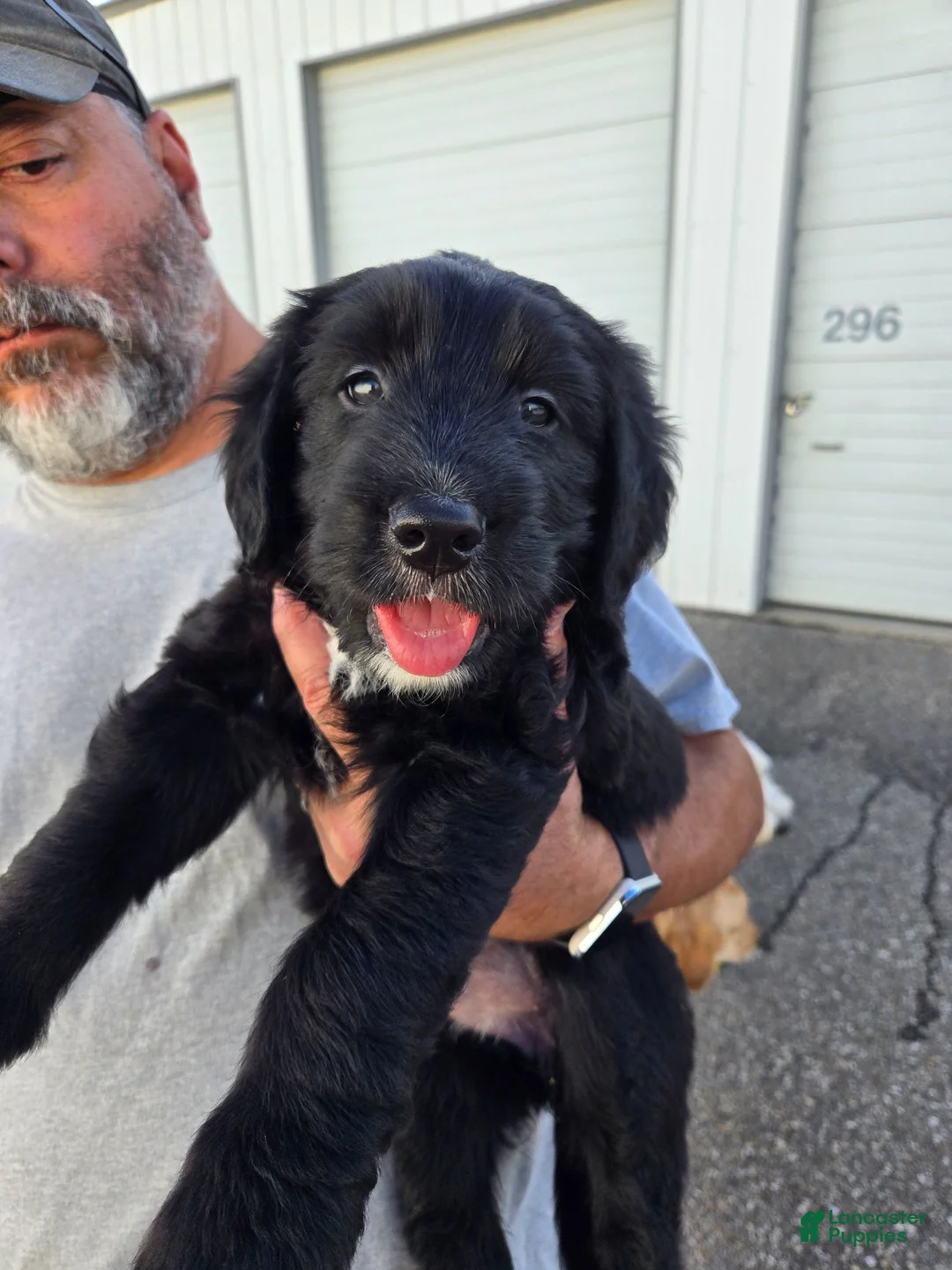 Mixed Breed dogs for sale: Twink - Ad 1
