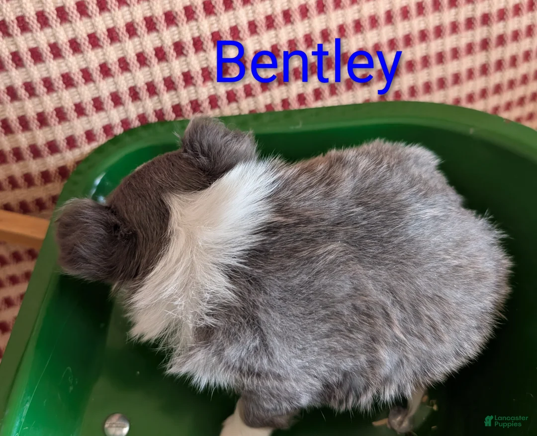 Chihuahua dogs for sale: Chihuahua Puppy 1 - Ad 4