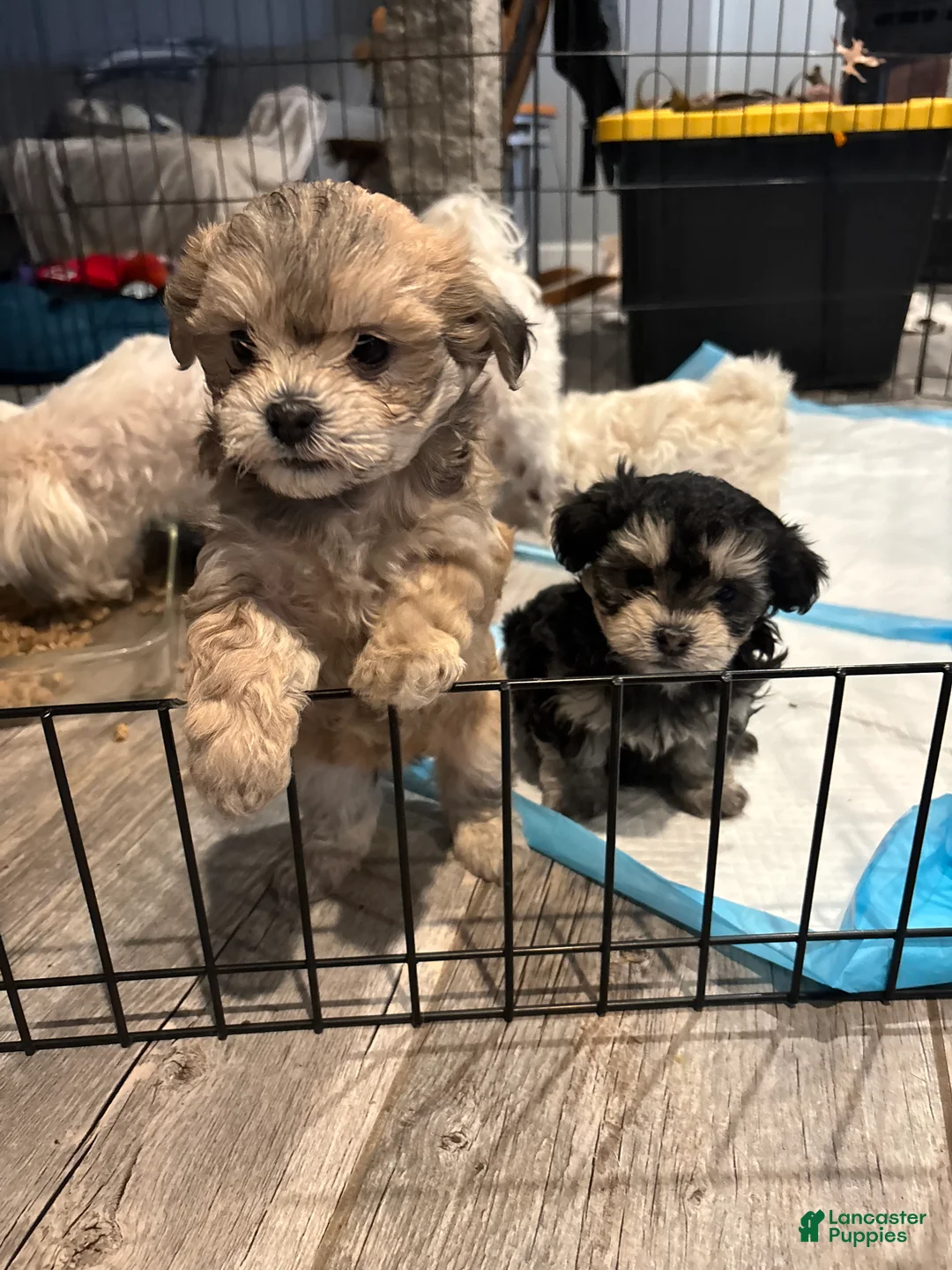Maltipoo dogs for sale: Maltipoo Puppy 1 - Ad 2