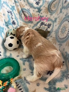 Cavalier King Charles Spaniel dogs Hershey - Ad 2