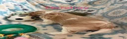 Cavalier King Charles Spaniel dogs for sale: Hershey - Ad 2