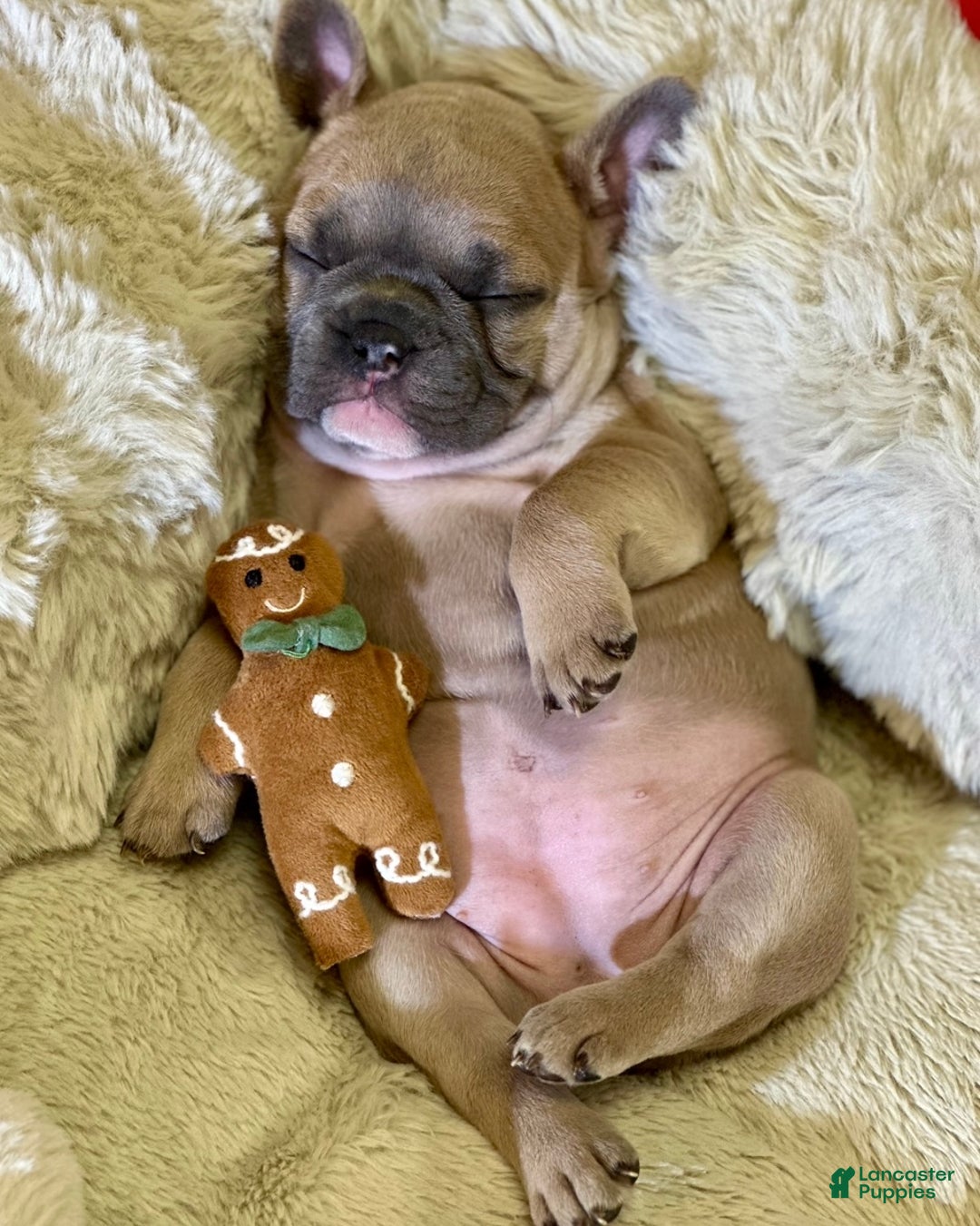 French Bulldog dogs for sale: Sabrina - Ad 1