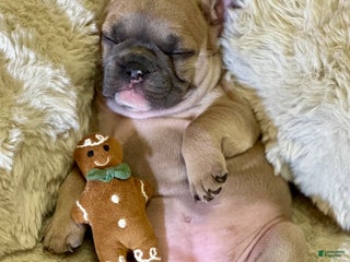 French Bulldog dogs Sabrina - Ad 8