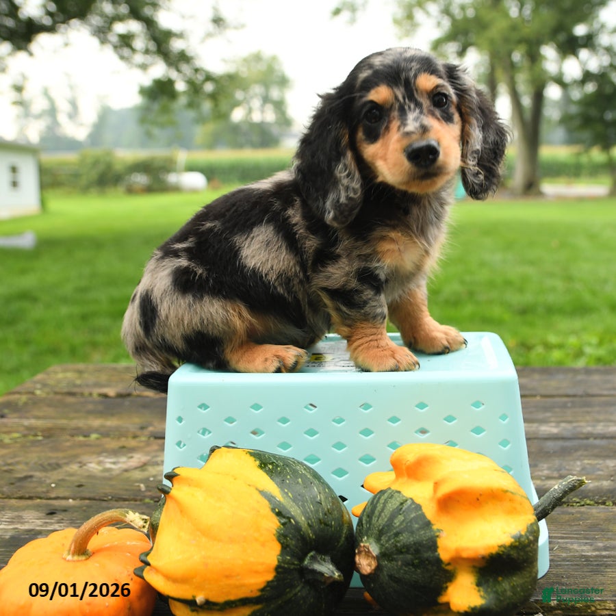 Miniature Dachshund dogs Pumpkin - Ad 2