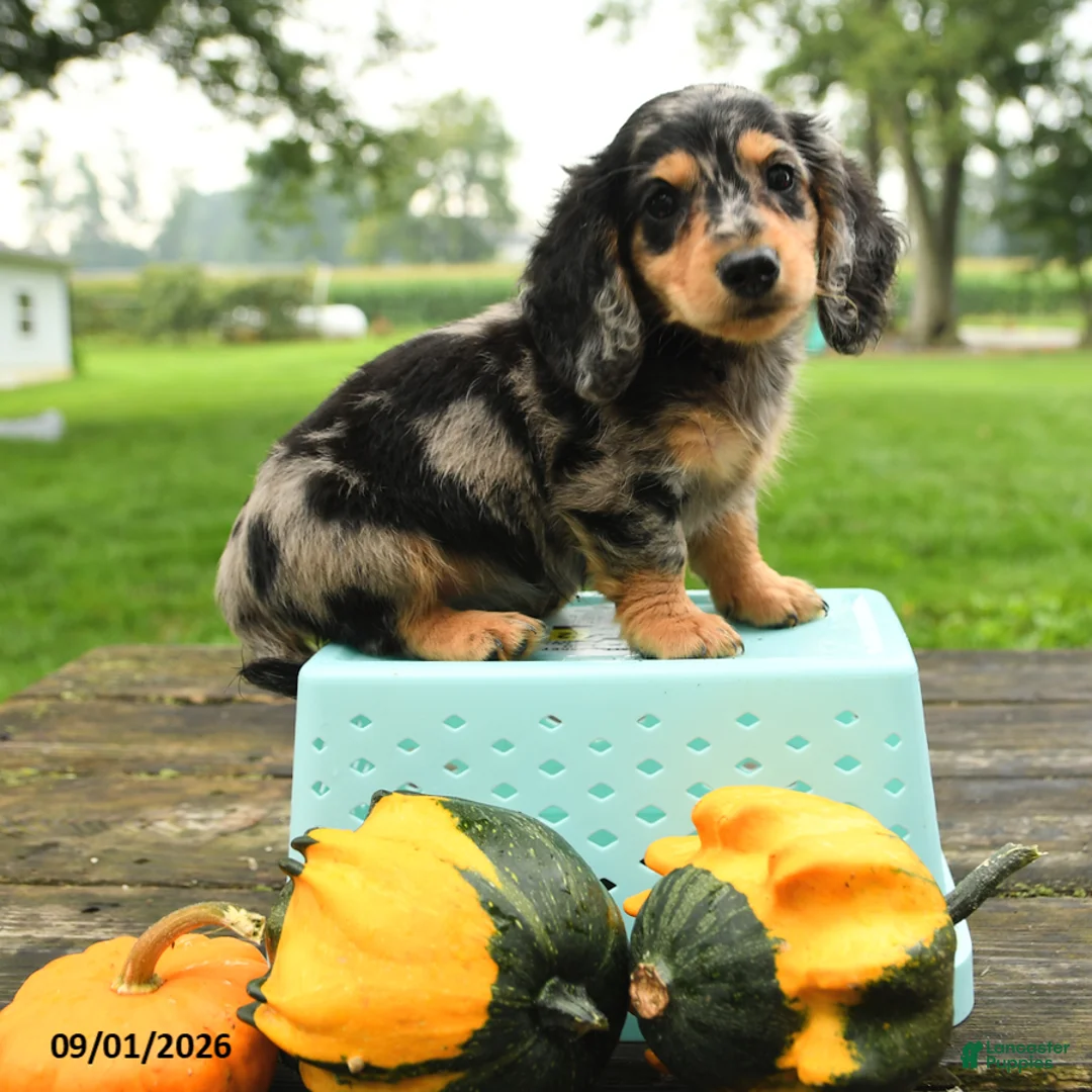 Miniature Dachshund dogs for sale: Pumpkin - Ad 2
