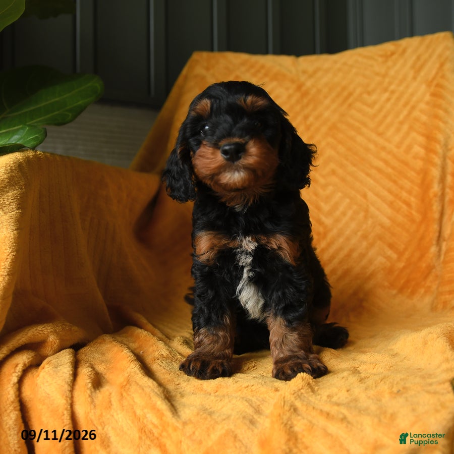 Cavapoo dogs Crandle - Ad 2