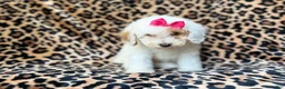 Mini Goldendoodle dogs for sale: Chloe - Ad 4