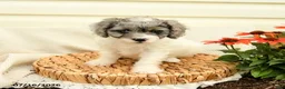 Cavapoo dogs for sale: Robin - Ad 5