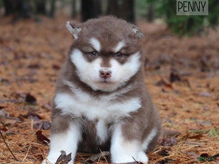 Alaskan Malamute dogs Penny - Ad 5