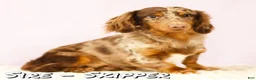 Miniature Dachshund dogs for sale: Dawna - Ad 12