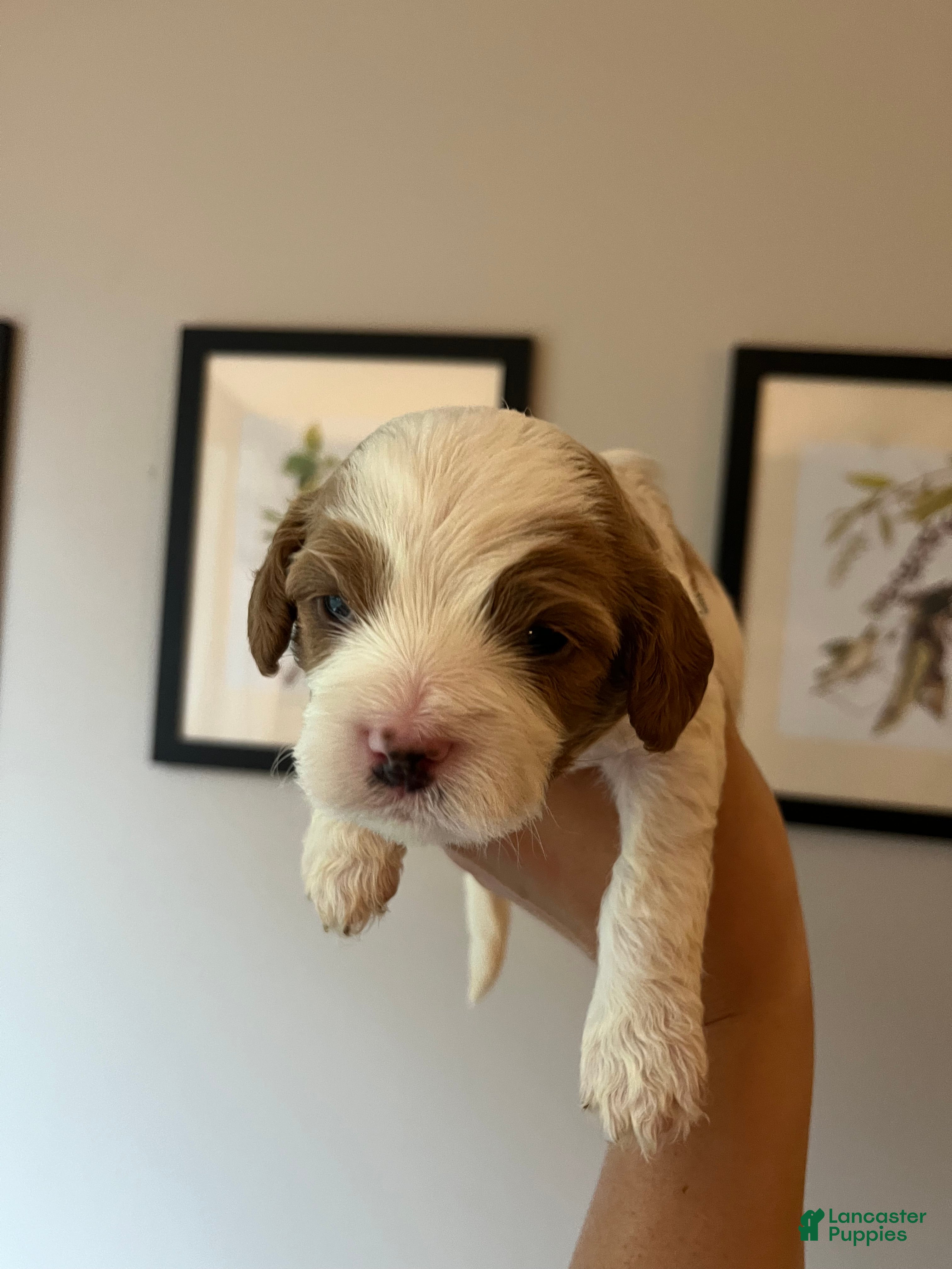 Cavapoo dogs Ghost - Ad 24
