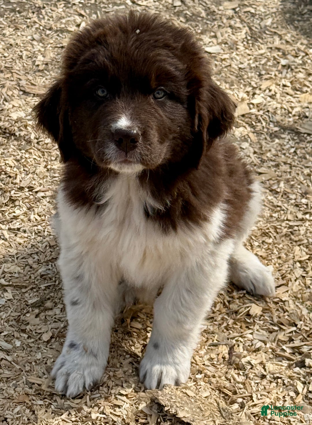 Newfoundland dogs for sale: Jingle  - Ad 3