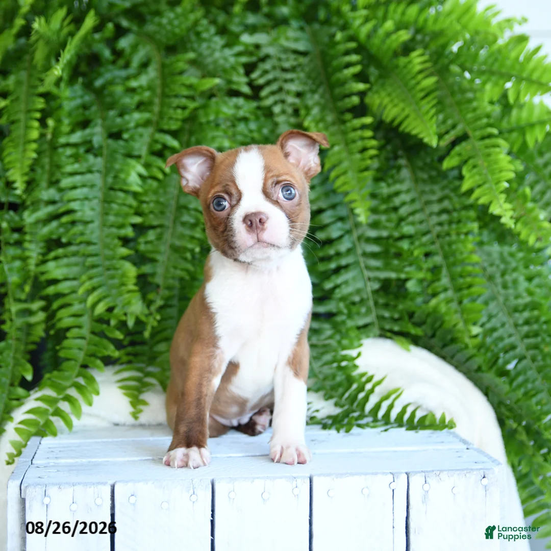 Boston Terrier dogs for sale: Freddie - Ad 1