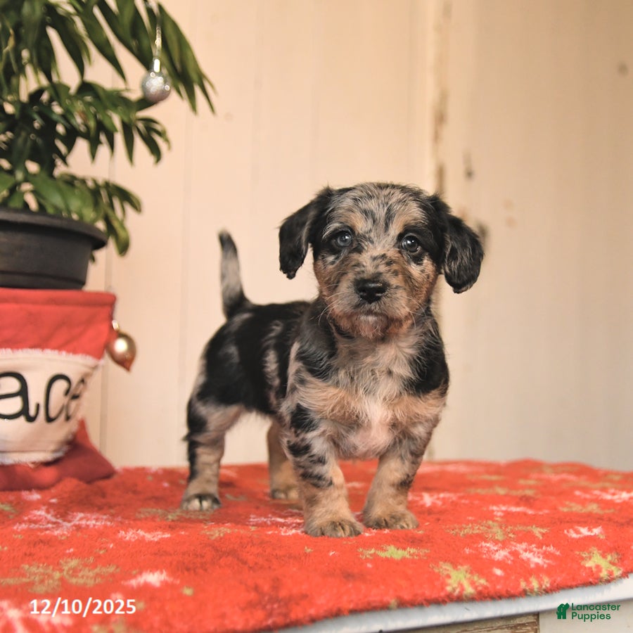 Jackapoo dogs Cookie - Ad 18