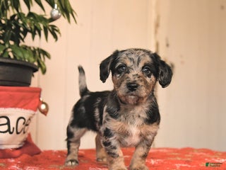 Jackapoo dogs Cookie - Ad 14