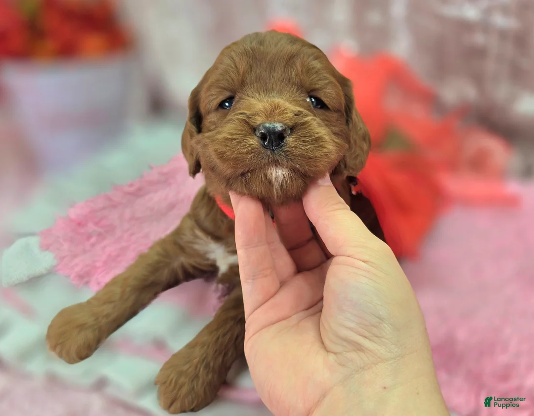 Cavapoo dogs for sale: Denali - Ad 2
