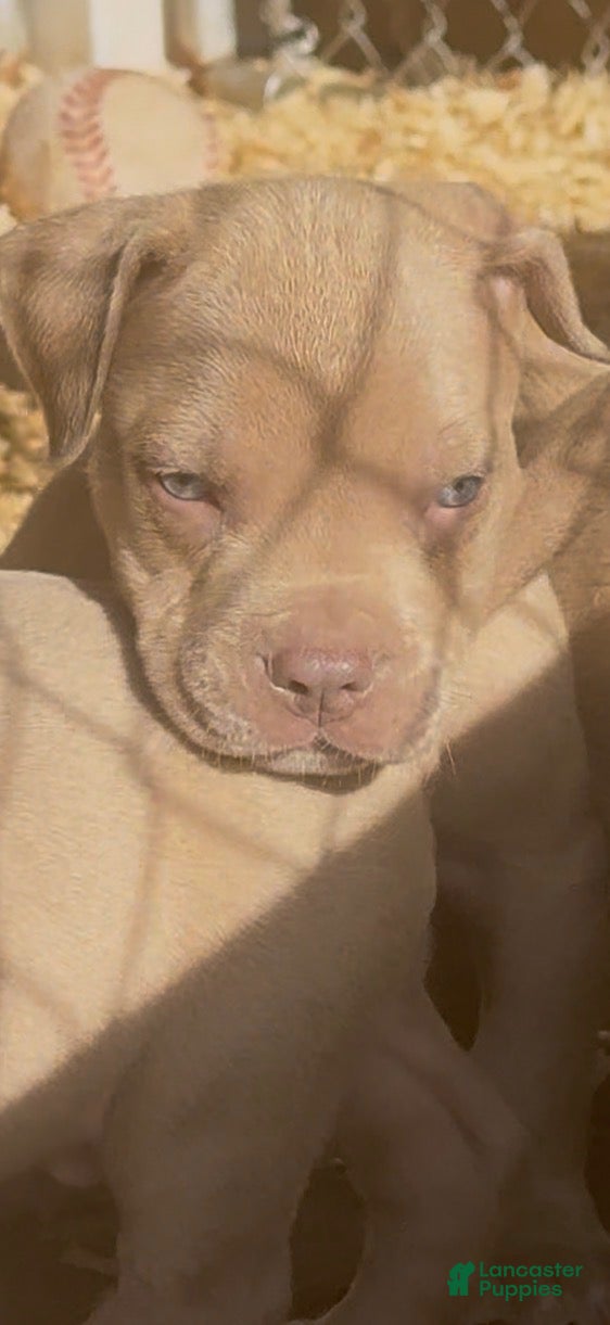 American Bully dogs American Bully 7 - Ad 38