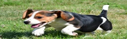 Beagle dogs for sale: Carson - Ad 9